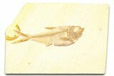 Detailed Fossil Fish (Diplomystus) - Wyoming #379313-1
